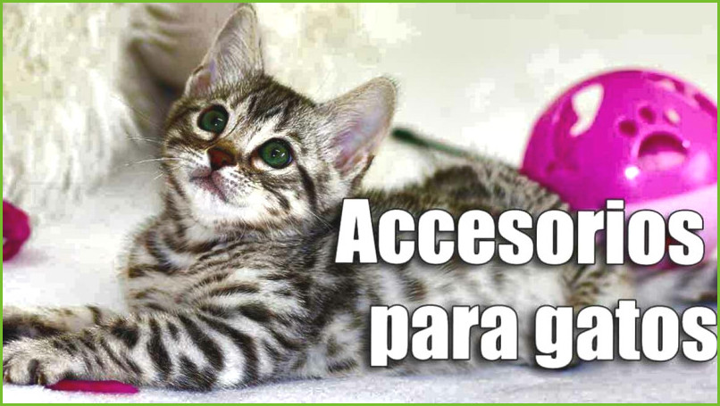 Accesorios gatos accesorios gatos carrefour