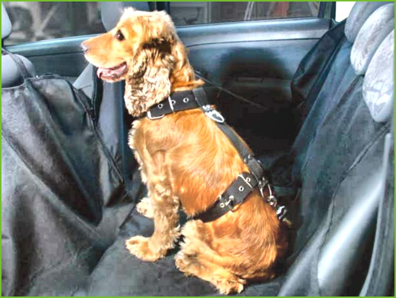 Cinturón de seguridad para perros carrefour